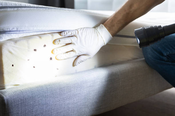 Best Ant Control Services  in Chenango Bridge, NY