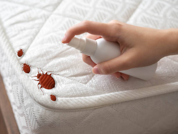 Best Affordable Pest Control Services  in Chenango Bridge, NY